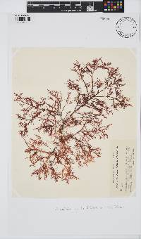 Pterocladia lucida image