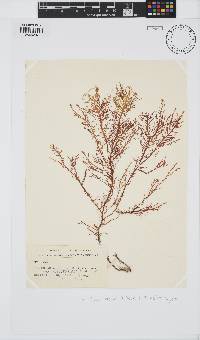 Pterocladia lucida image
