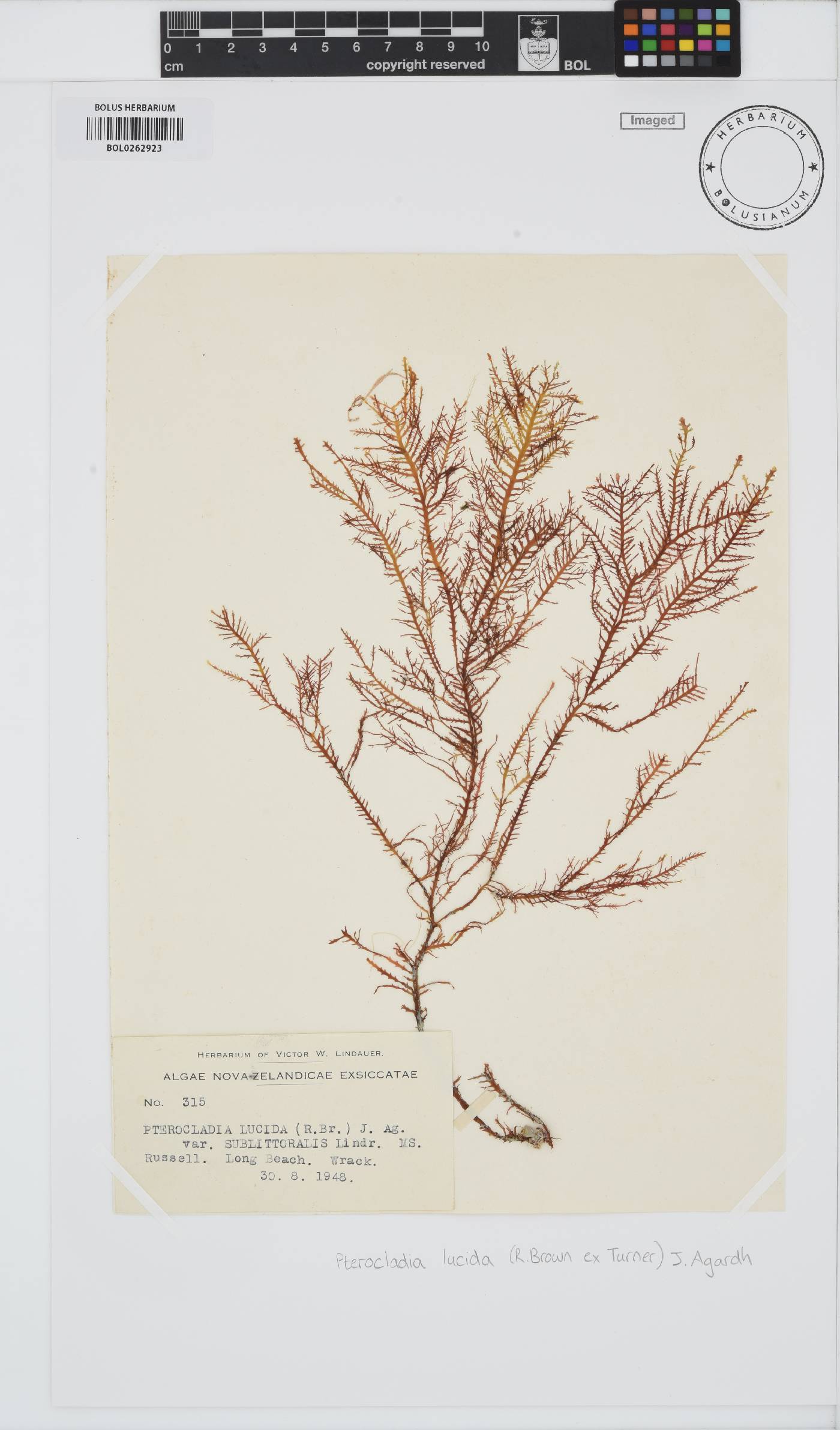 Pterocladia lucida image