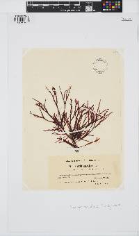 Prionitis lanceolata image