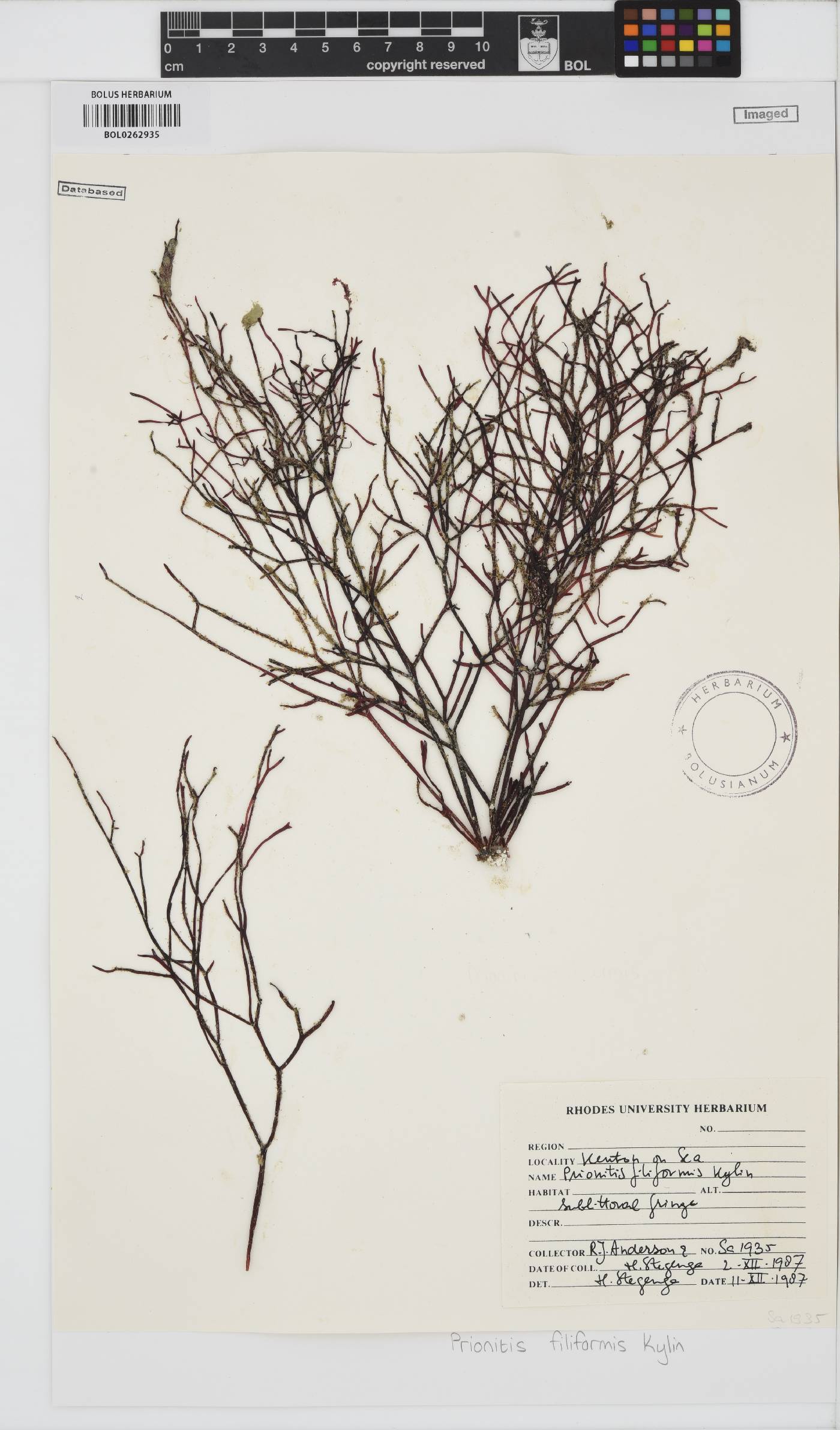 Prionitis filiformis image