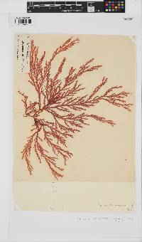 Portieria hornemannii image