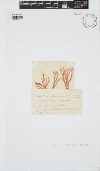 Portieria hornemannii image