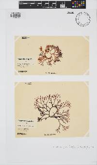 Trematocarpus fragilis image