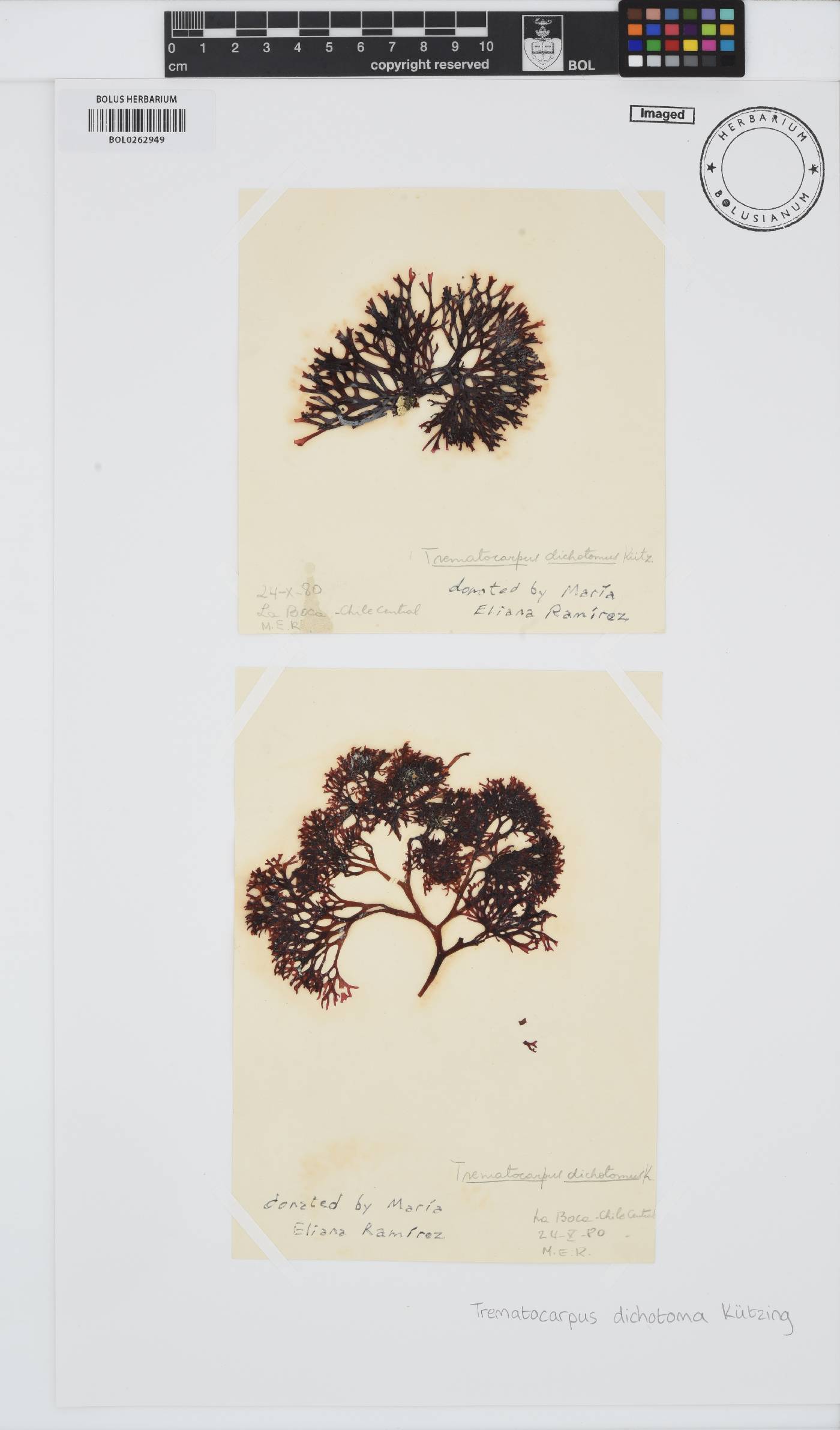 Trematocarpus dichotoma image
