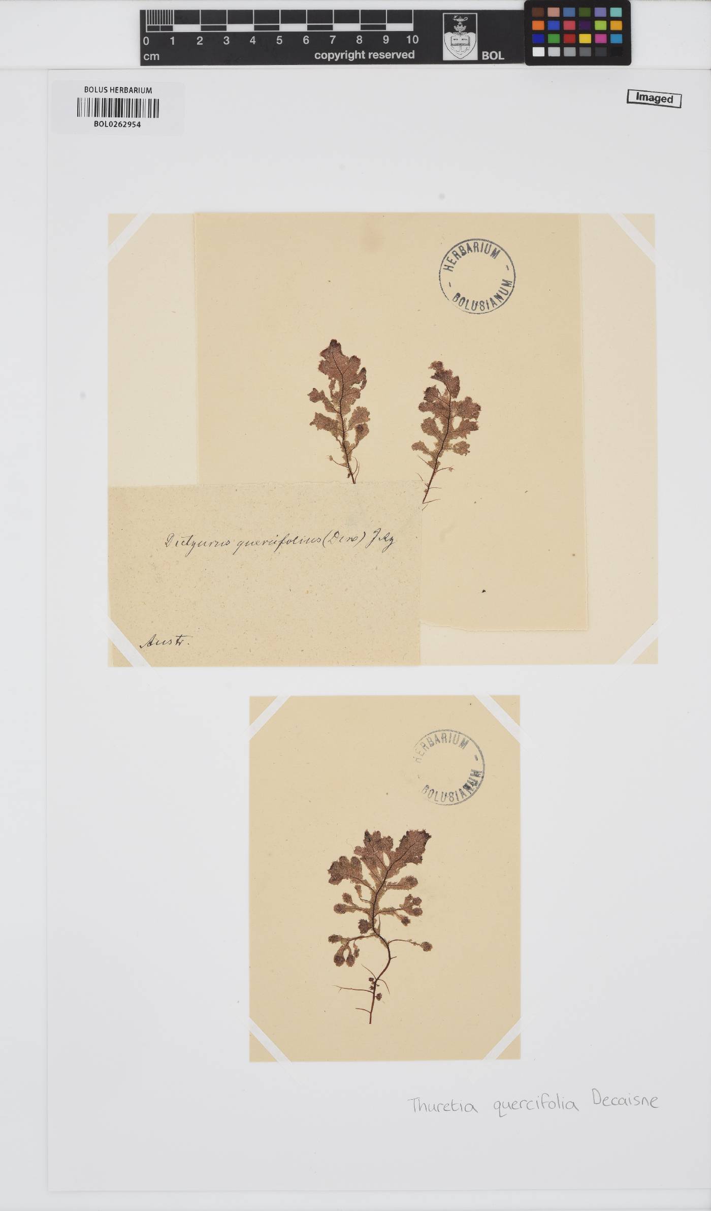 Thuretia quercifolia image
