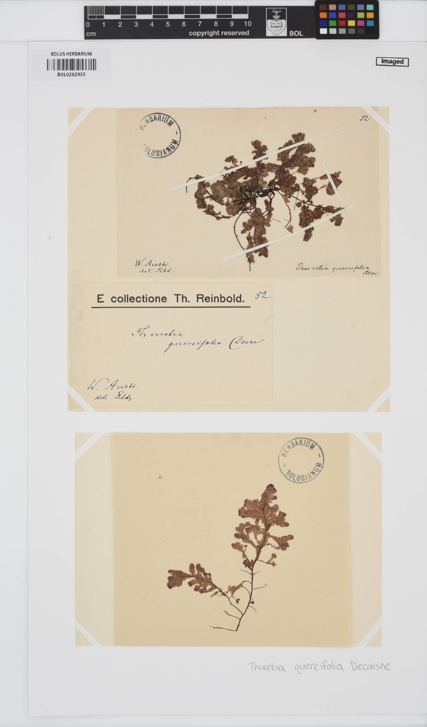 Thuretia quercifolia image