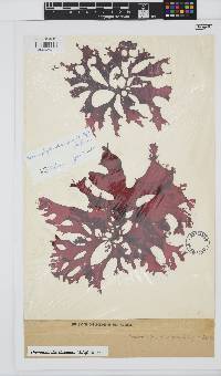 Thamnophyllis discigera image