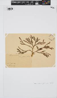 Thamnoclonium dichotomum image