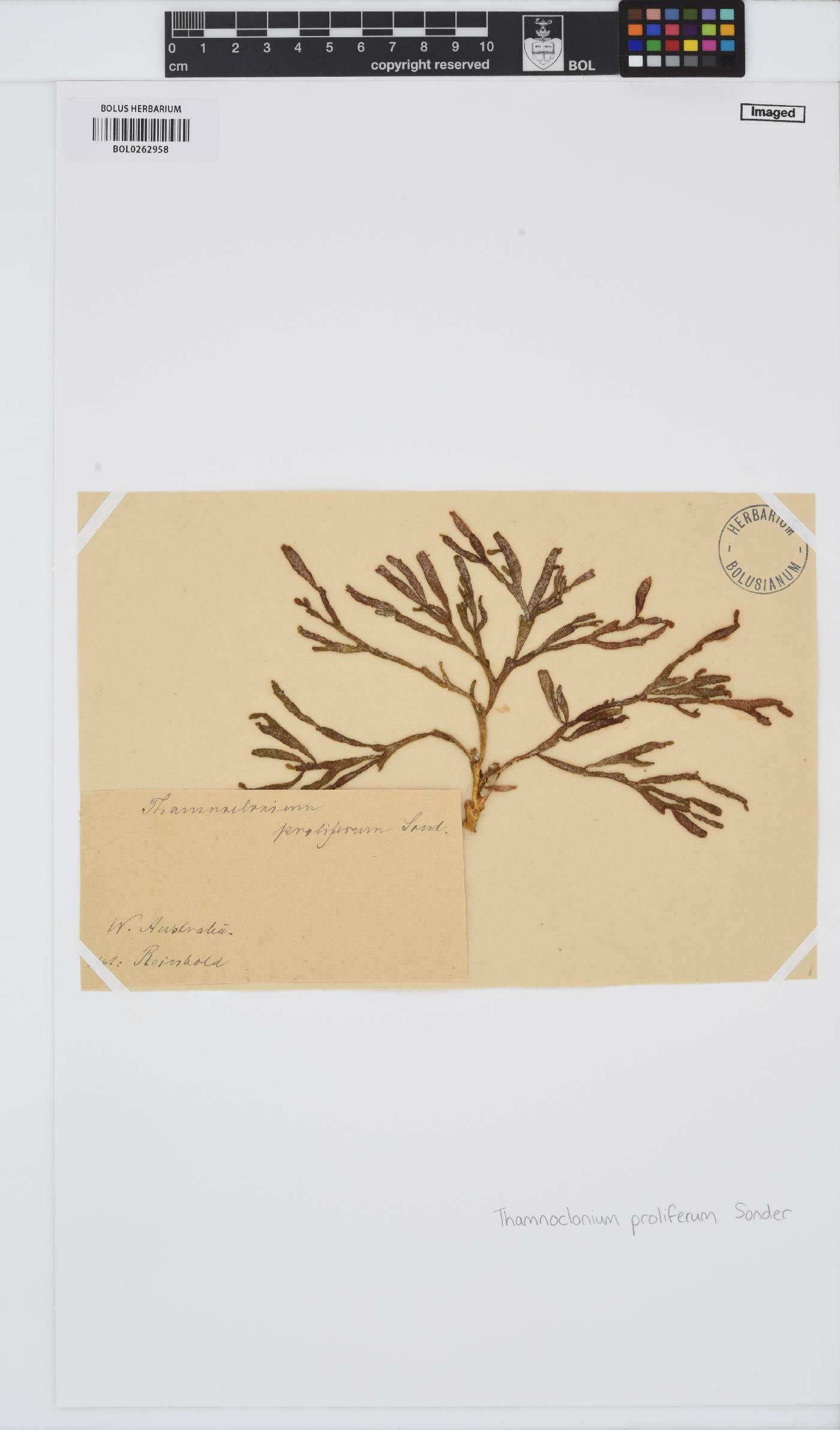 Thamnoclonium dichotomum image