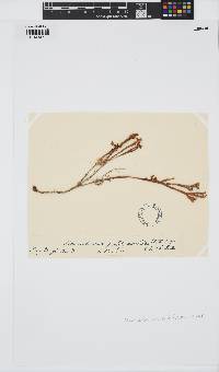 Thamnoclonium dichotomum image