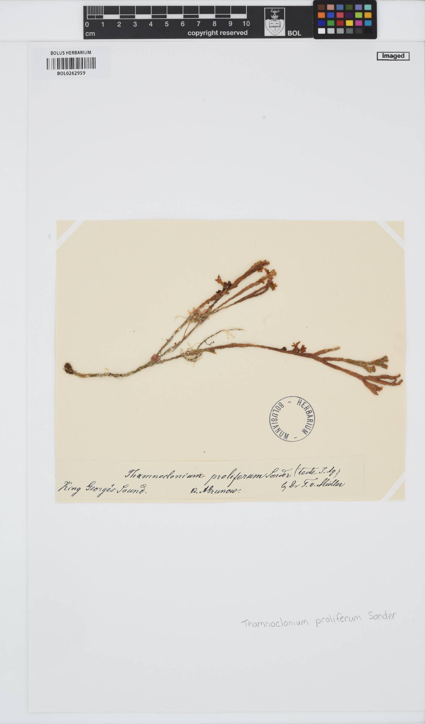 Thamnoclonium dichotomum image