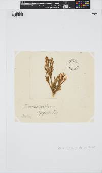 Thamnoclonium dichotomum image