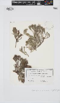 Thamnoclonium dichotomum image