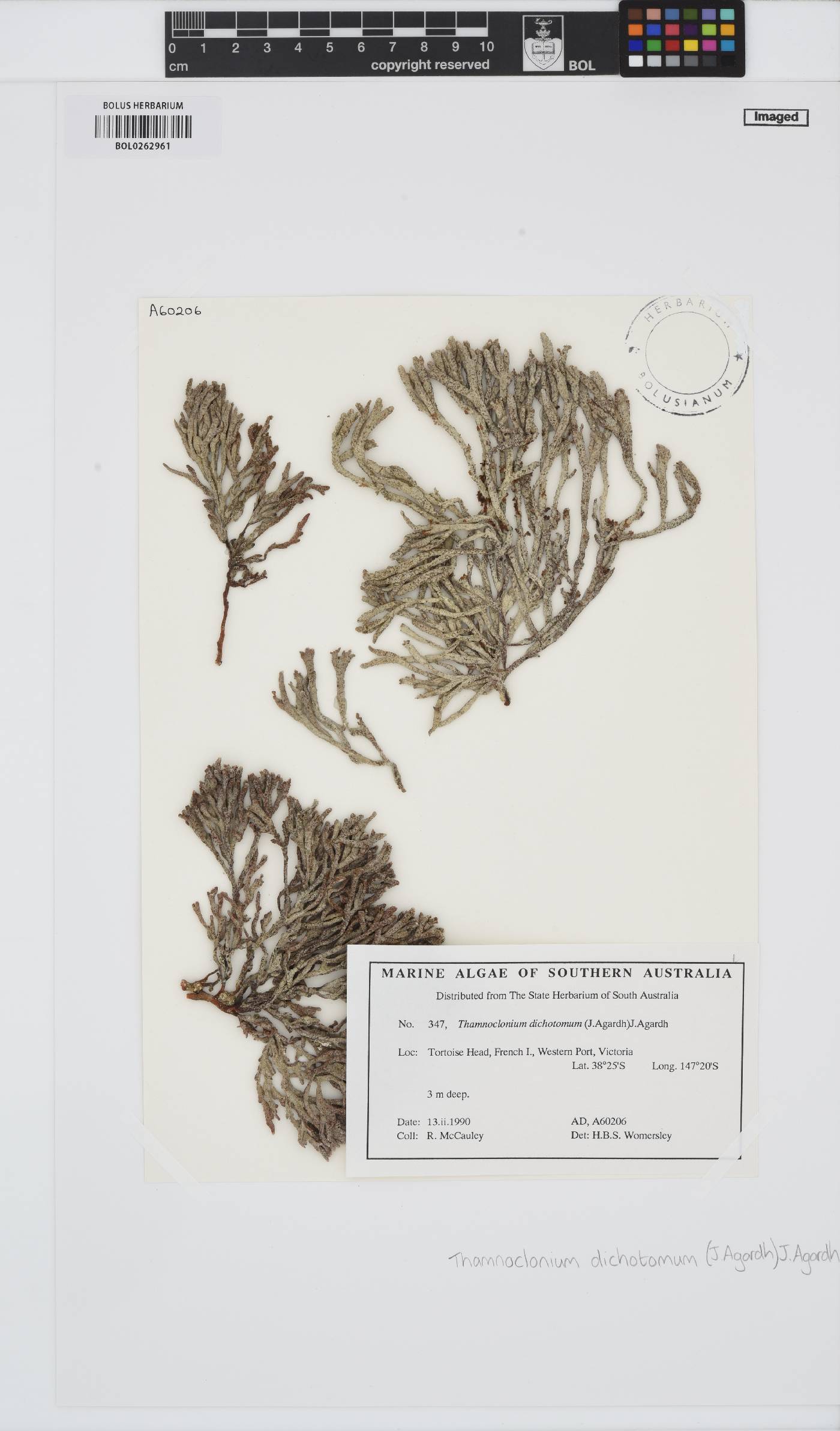 Thamnoclonium image