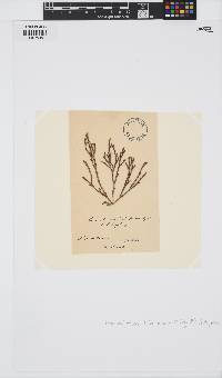 Thamnoclonium dichotomum image