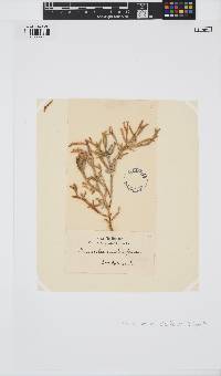 Thamnoclonium dichotomum image