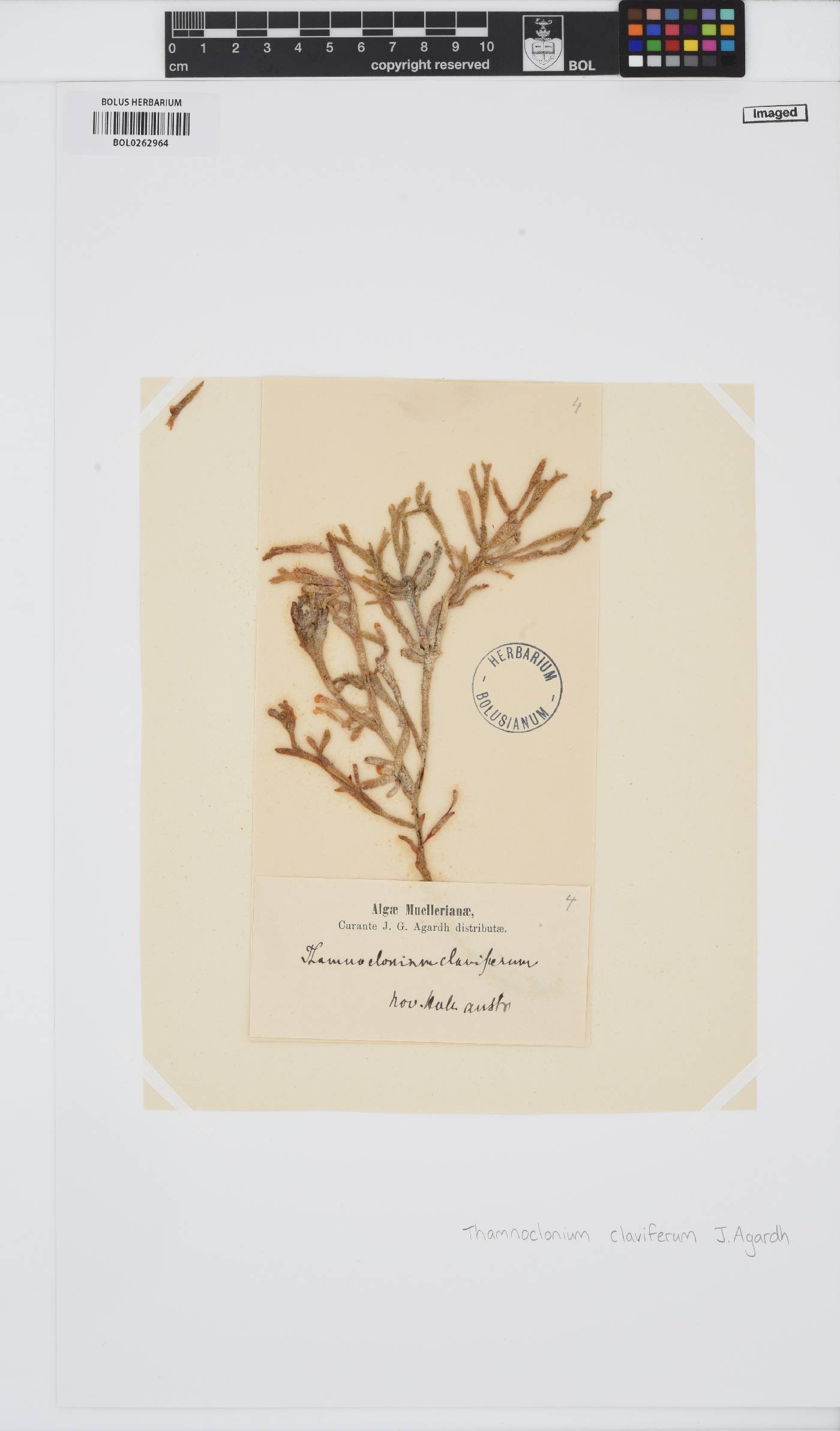 Thamnoclonium dichotomum image