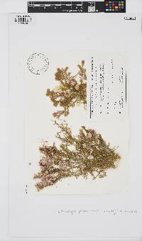 Synarthrophyton patena image