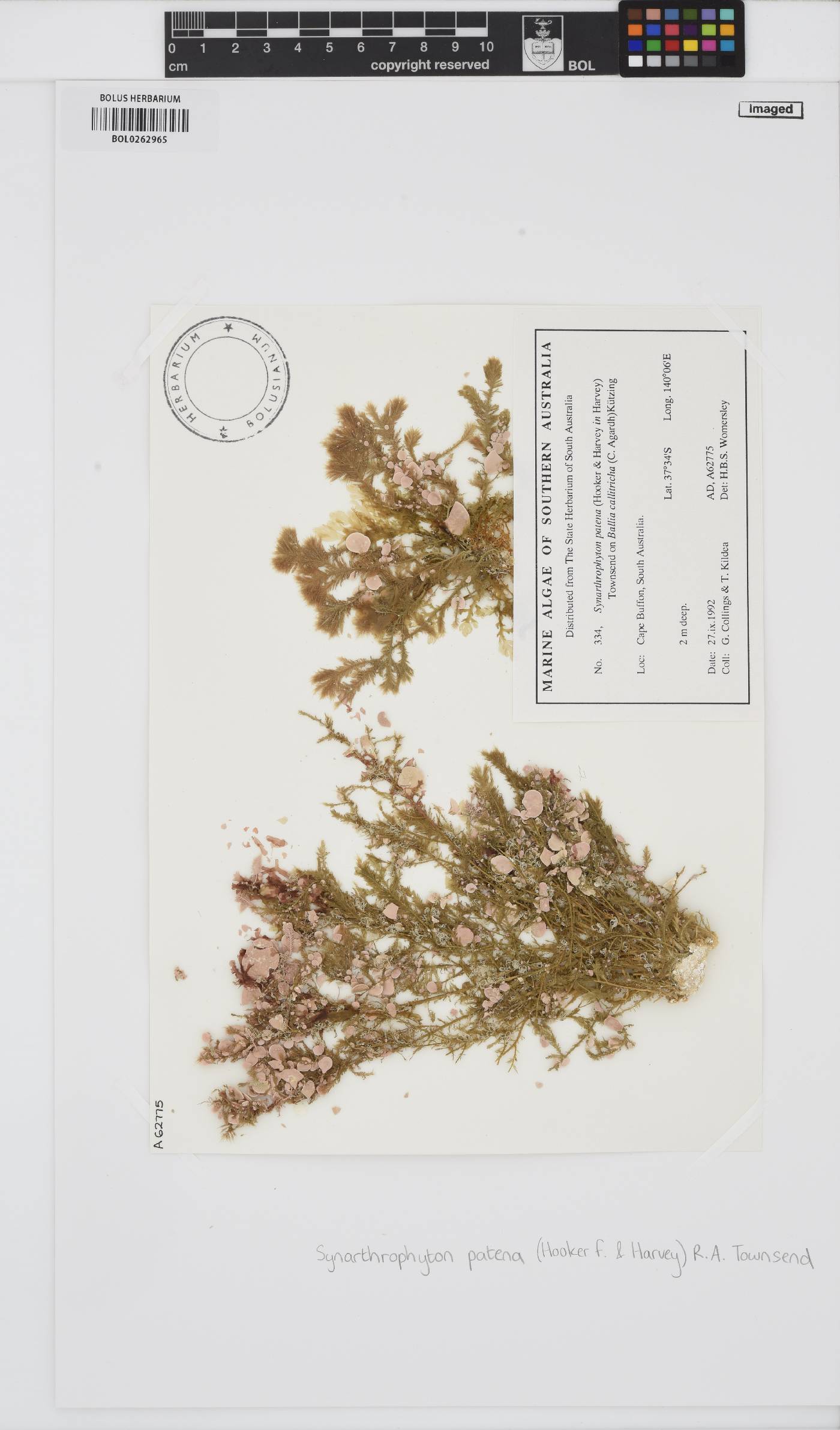 Synarthrophyton patena image