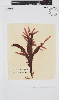 Gelidium vittatum image