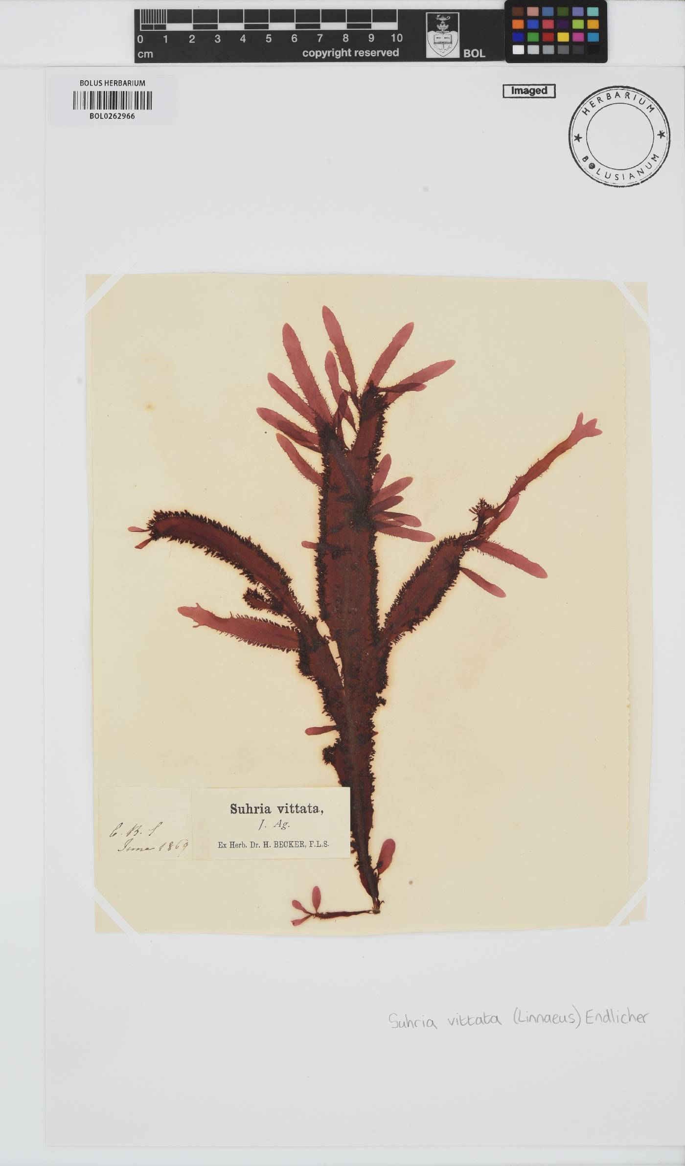 Gelidium vittatum image