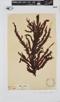 Gelidium vittatum image