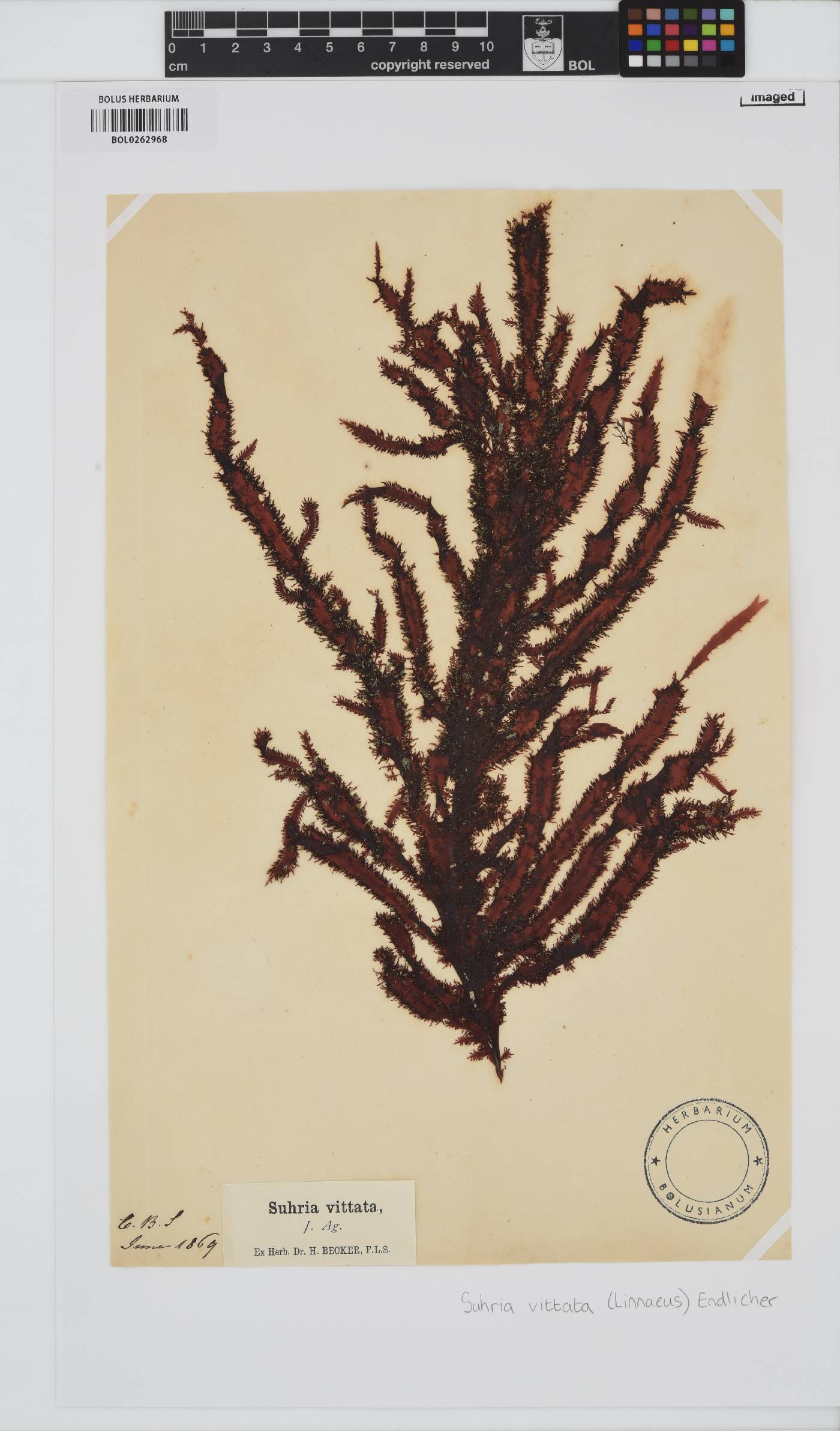 Gelidium vittatum image