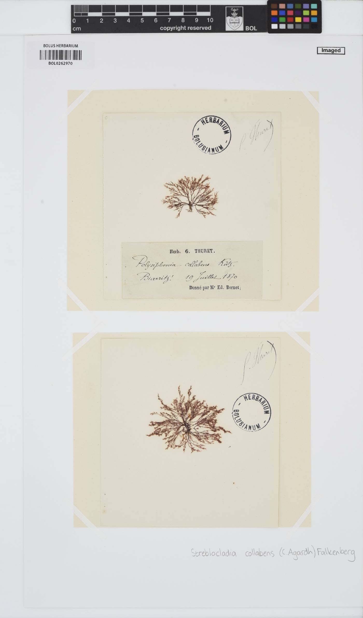 Melanothamnus collabens image