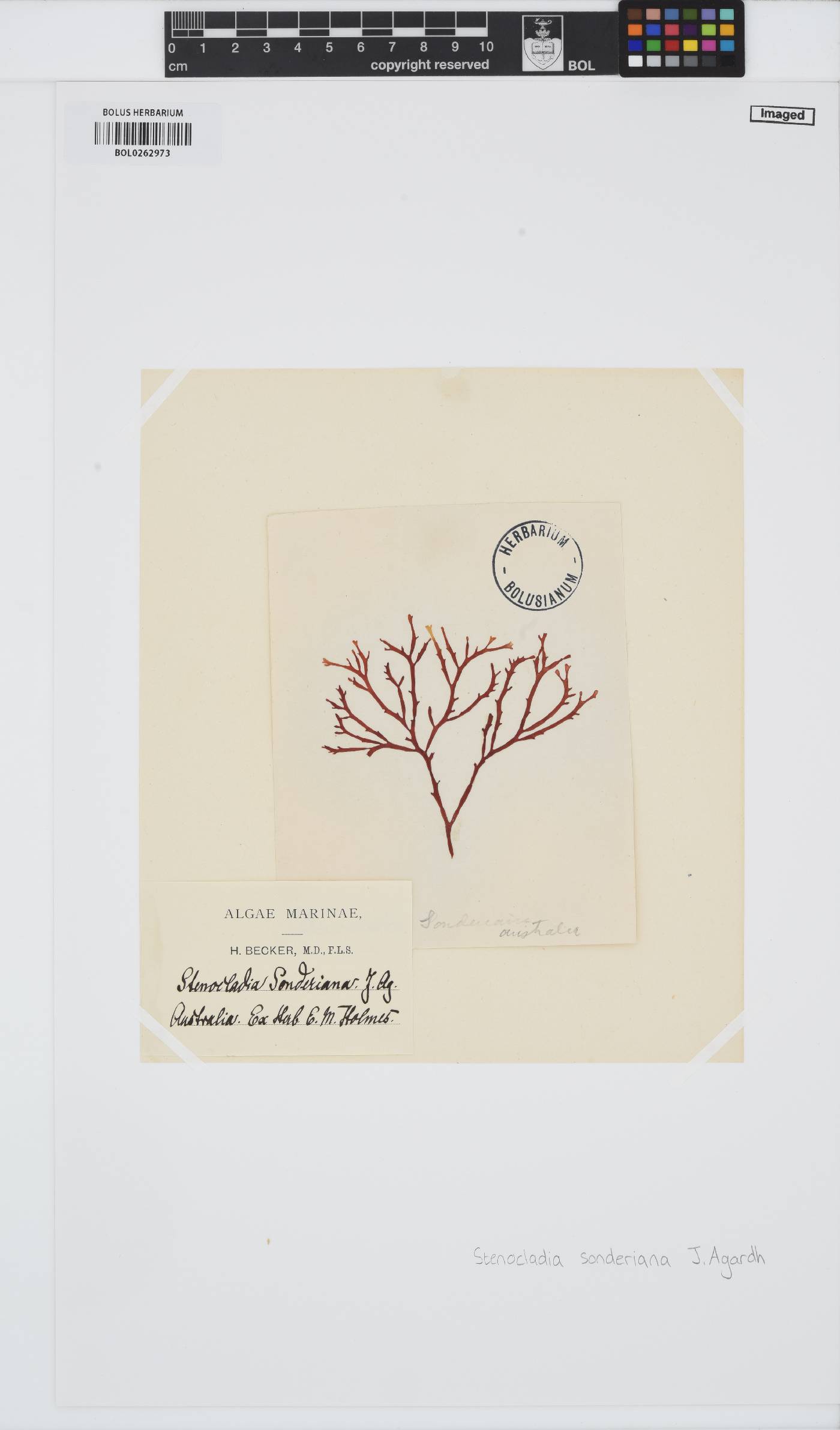 Nizymenia conferta image