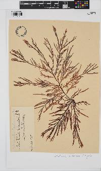 Nizymenia conferta image