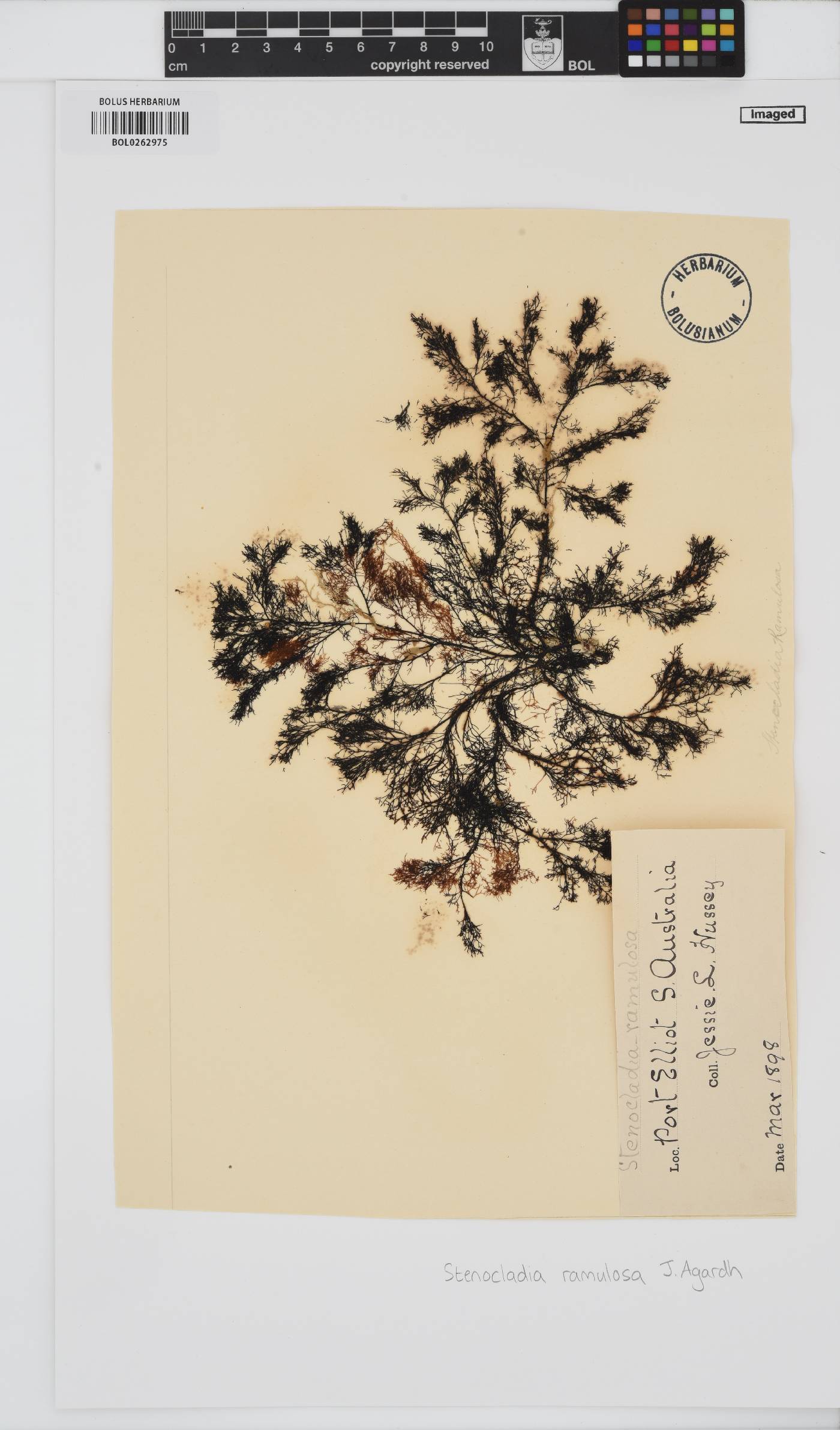 Melanema dumosum image