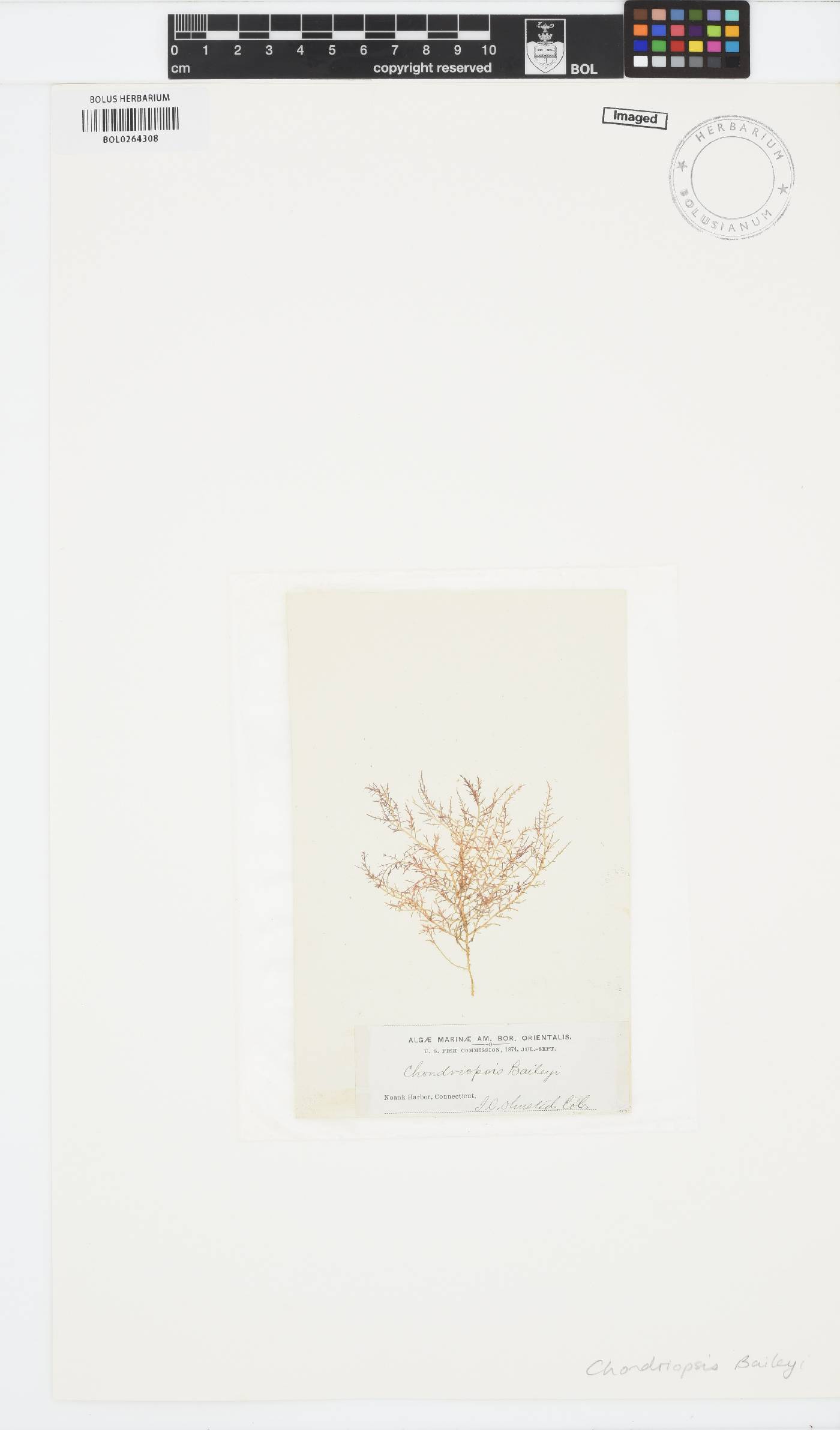 Chondriopsis image