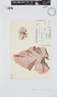 Pyropia columbina image