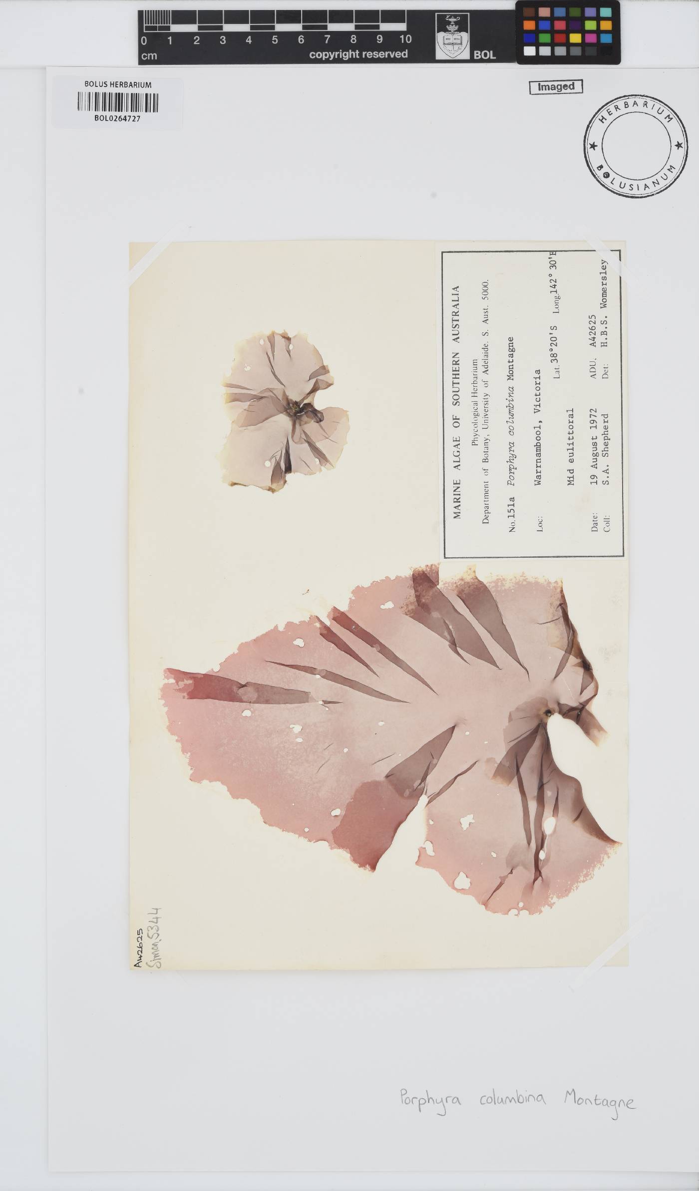 Pyropia columbina image