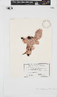 Jania micrarthrodia image