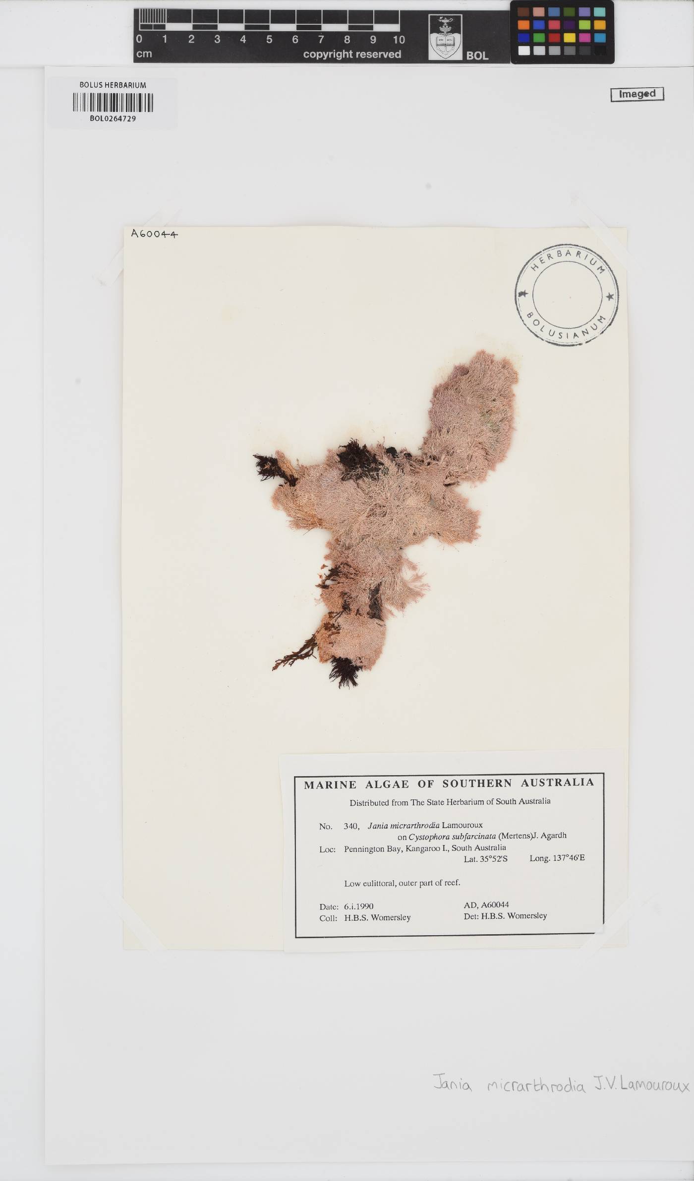 Jania micrarthrodia image