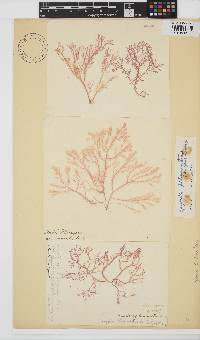 Spyridia filamentosa image