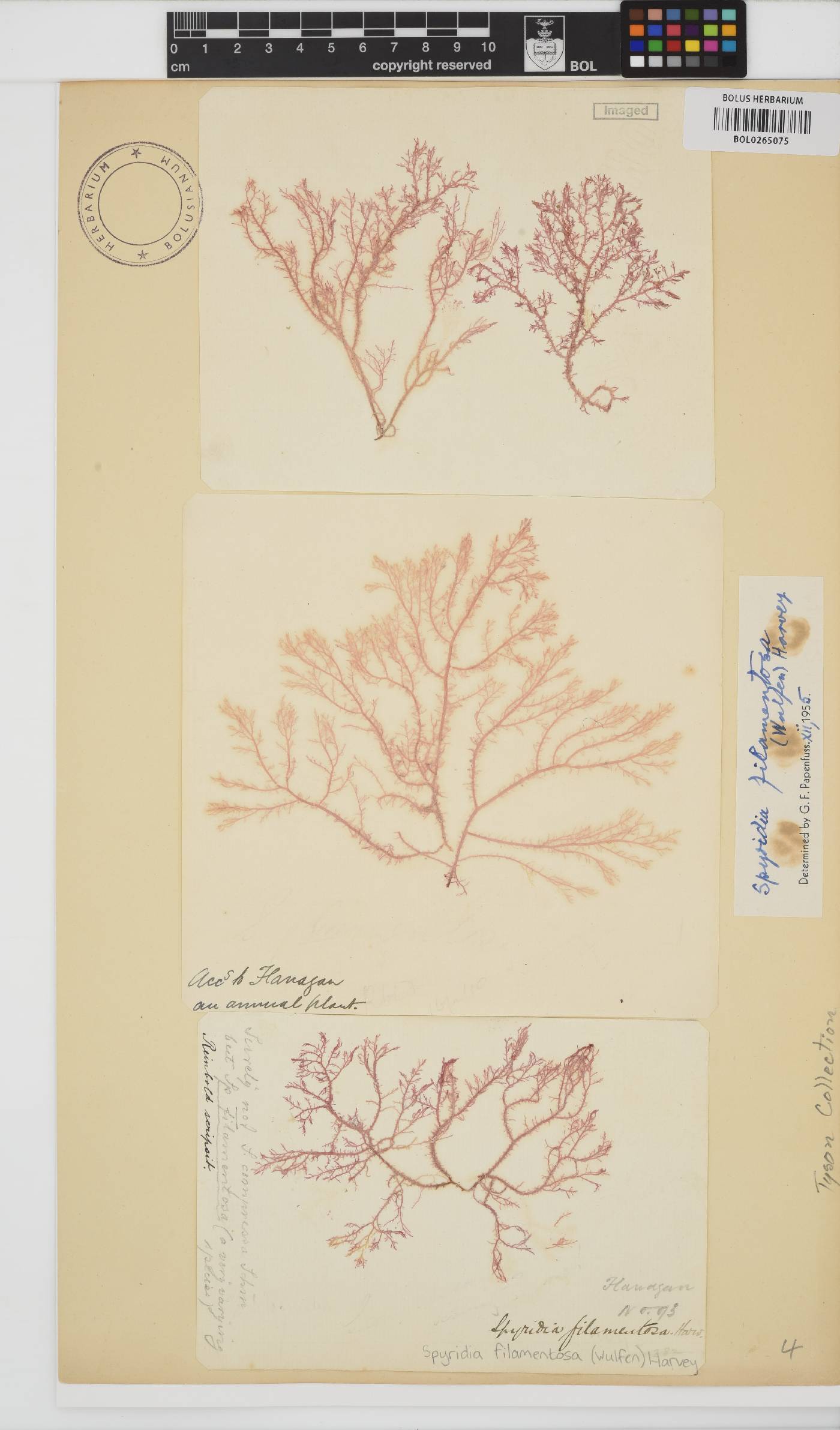 Spyridia filamentosa image