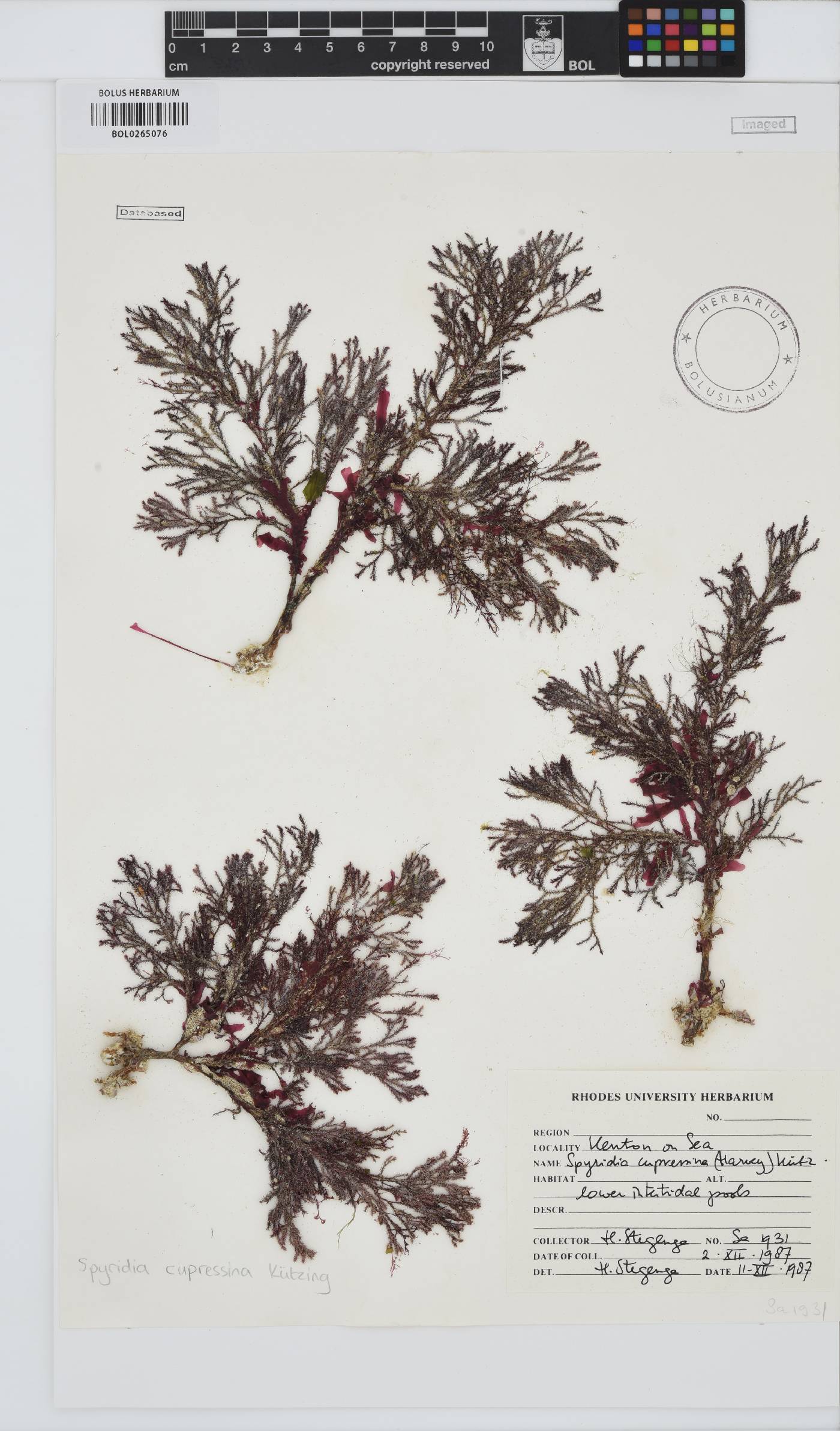 Spyridia cupressina image