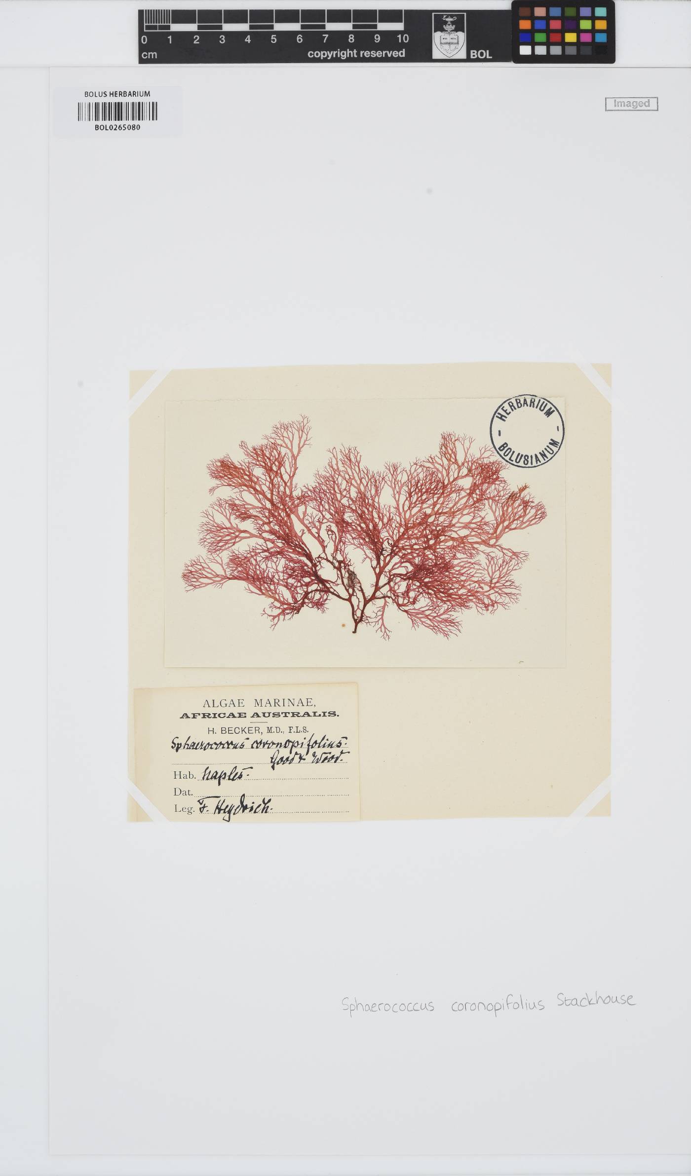 Sphaerococcus coronopifolius image