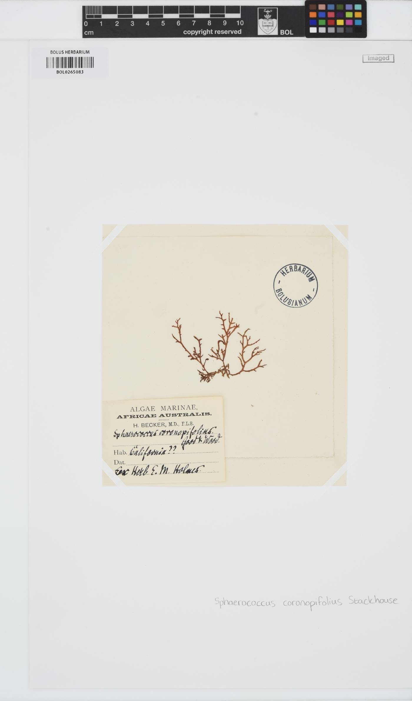 Sphaerococcus coronopifolius image