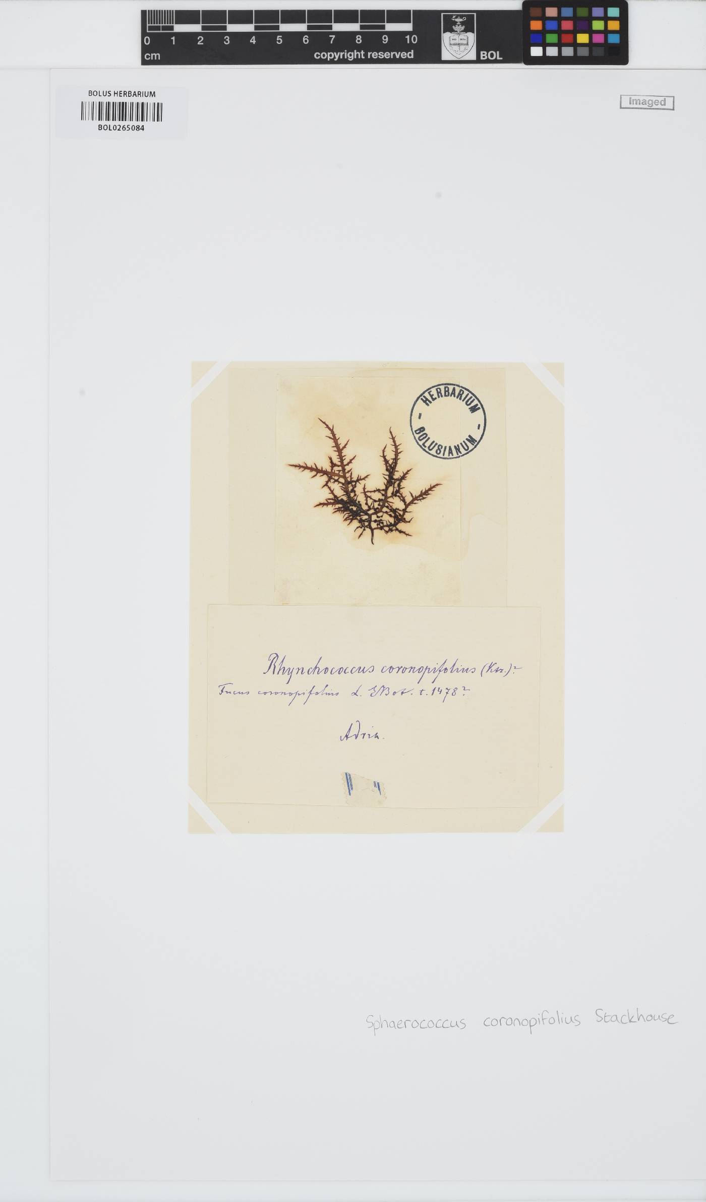 Sphaerococcus coronopifolius image