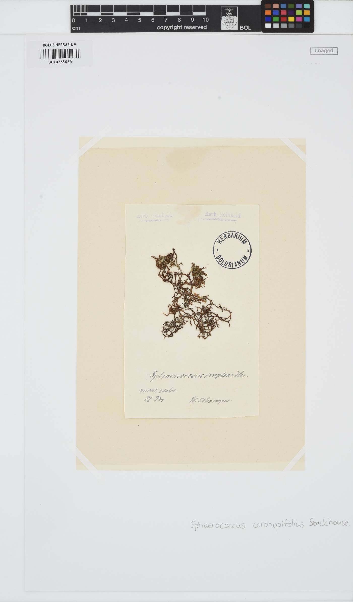 Sphaerococcus coronopifolius image