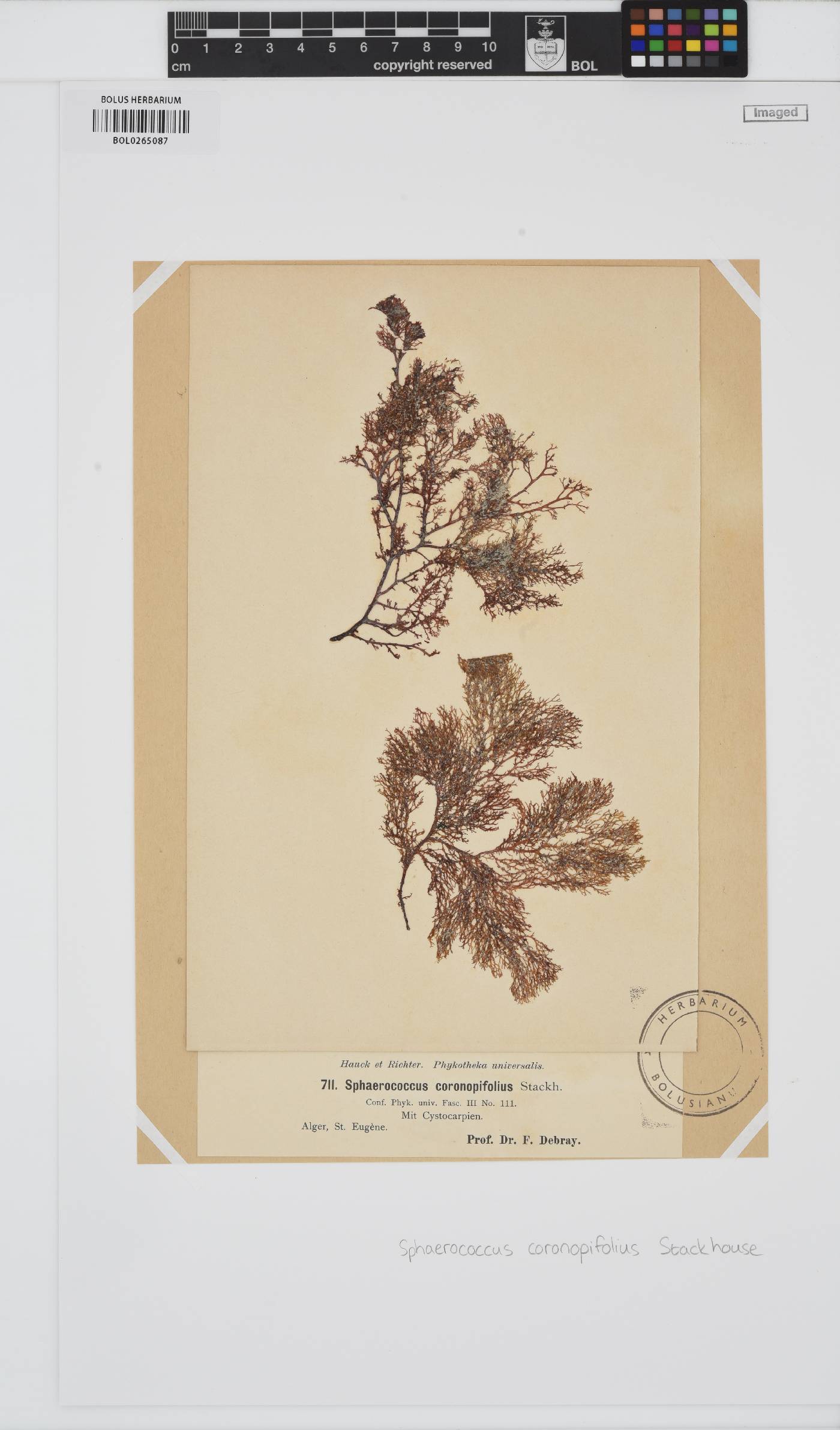Sphaerococcus coronopifolius image