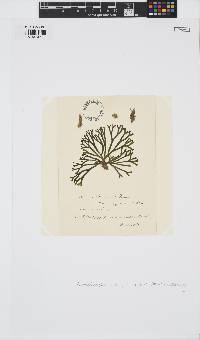 Spermothamnion repens image