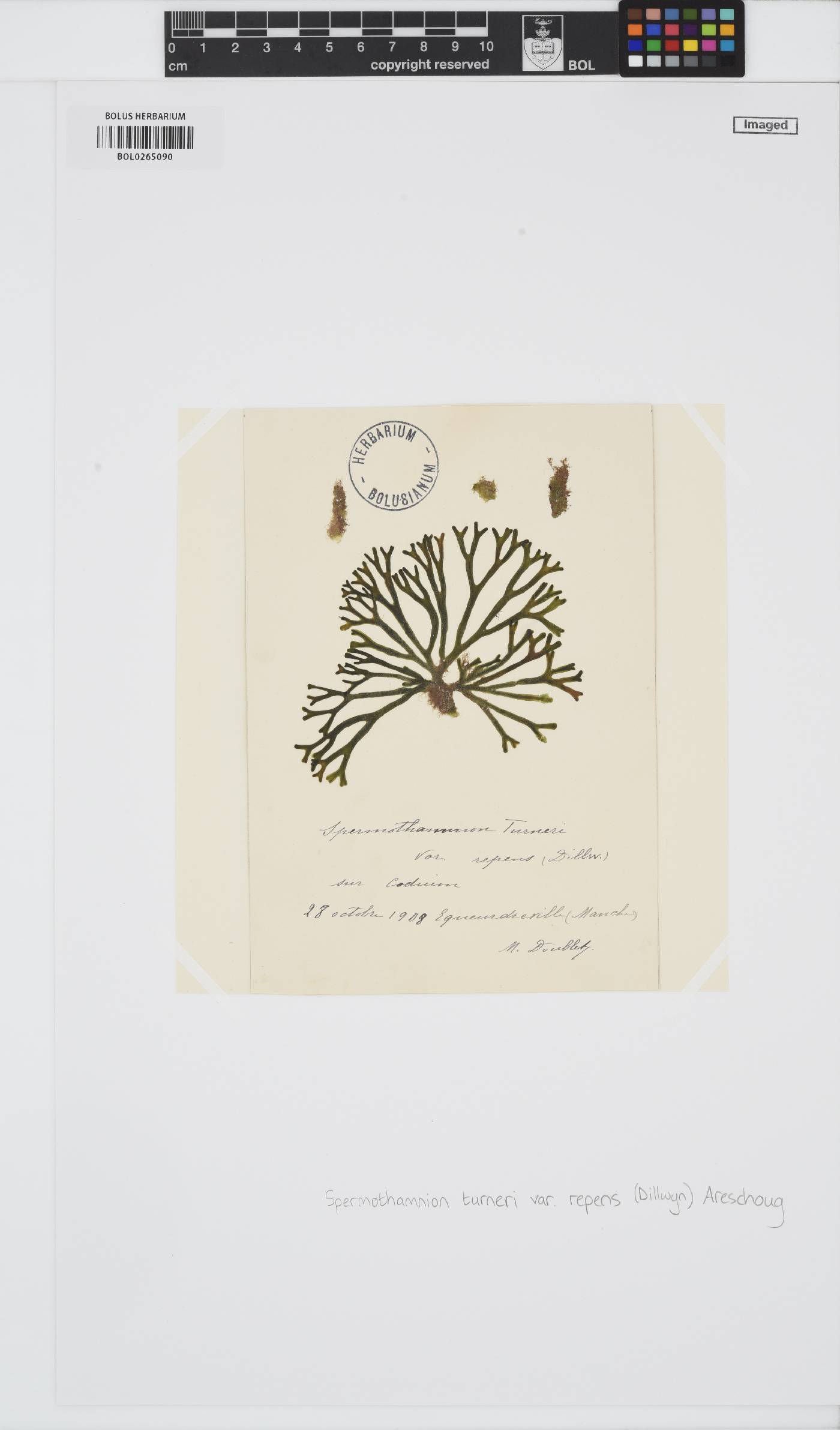 Spermothamnion repens image
