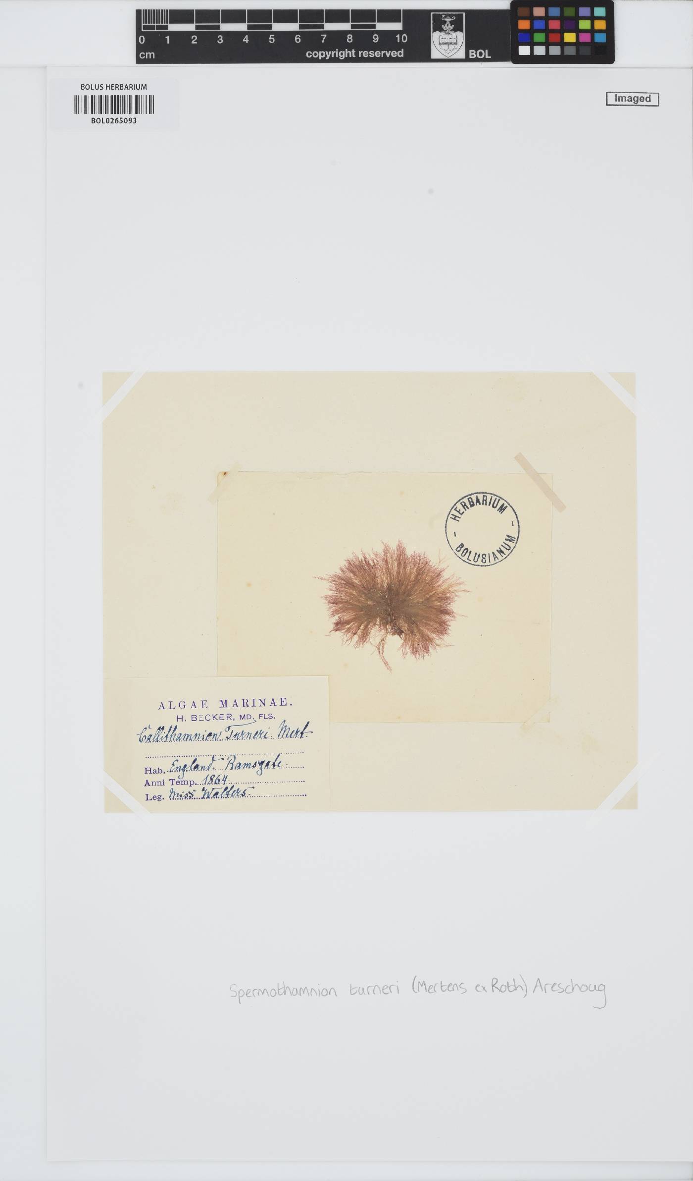 Scagelothamnion turneri image
