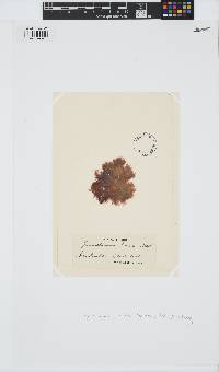 Scagelothamnion turneri image