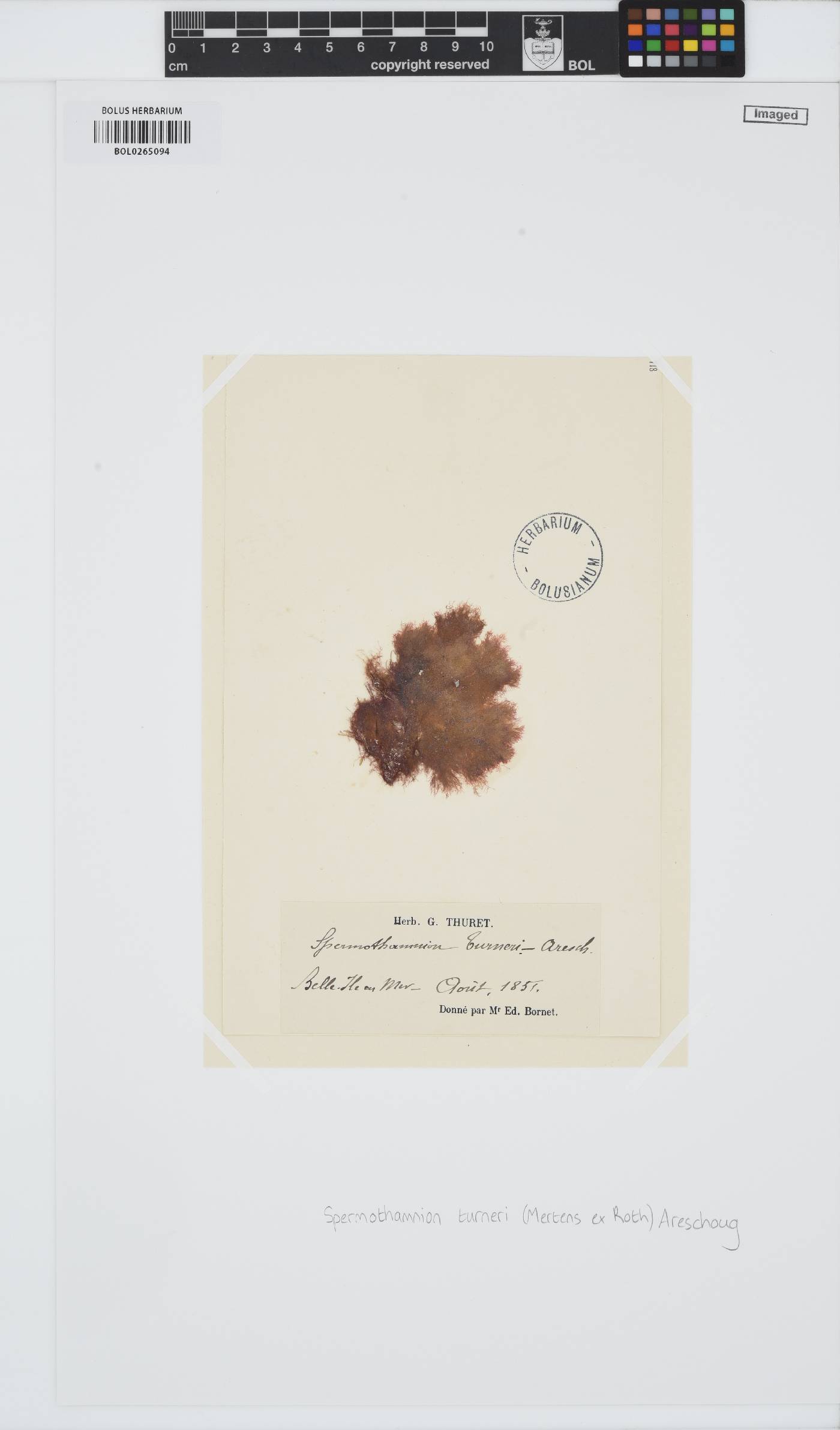 Scagelothamnion image